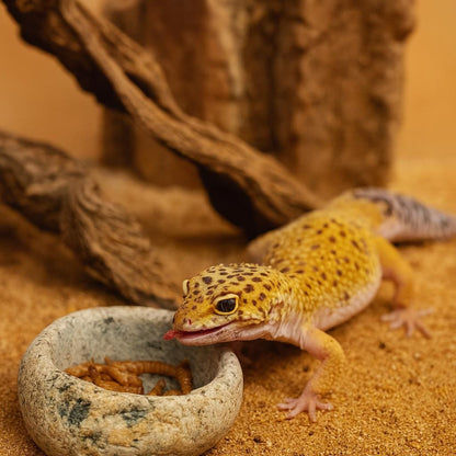 Natural Stone Reptile Feeding Bowl – natural stone terrarium accessory – product detail