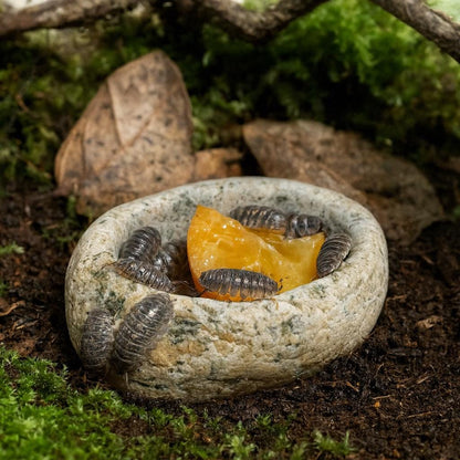 Natural Stone Insect & Tarantula Water Dish – natural stone terrarium accessory – product detail