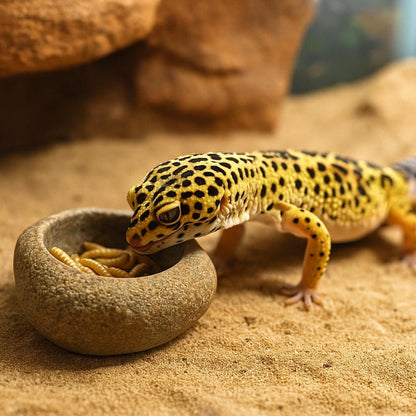 Leopard Gecko Stone Feeding Bowl – natural stone terrarium accessory – product detail