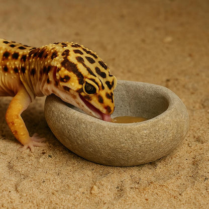 Leopard Gecko Stone Feeding Bowl – natural stone terrarium accessory – product detail