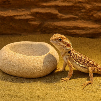 Natural Stone Bearded Dragon Bowl – natural stone terrarium accessory – detail view