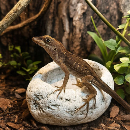 Natural Stone Reptile Bowl For Anoles – natural stone terrarium accessory – alternate angle