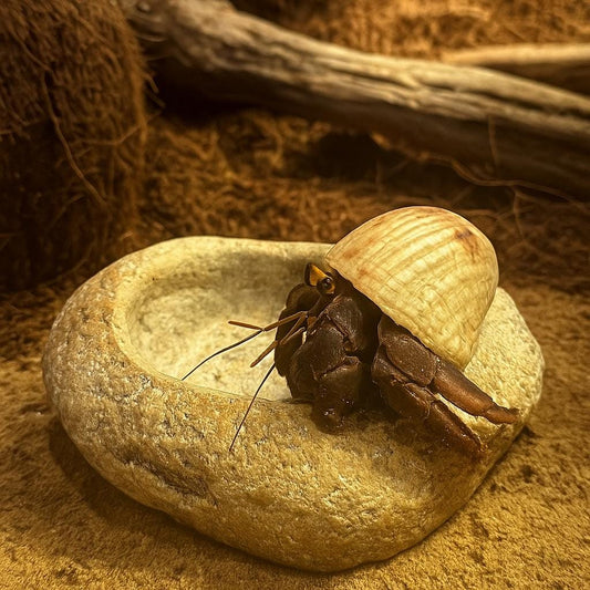 Hermit Crab Terrarium Water Bowl – natural stone terrarium accessory – alternate product view