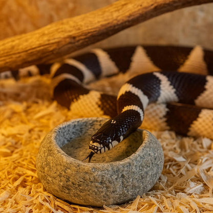 Natural Stone Water Bowl For King Snake / Milk Snake — Terrarium – natural stone terrarium accessory – detail view