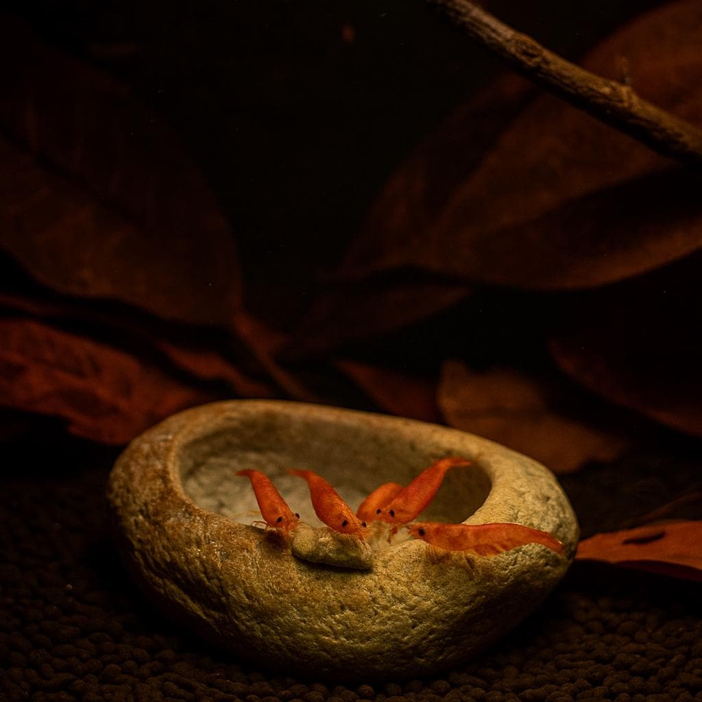 Aquarium Shrimp Feeding Bowl – natural stone aquarium accessory – product detail