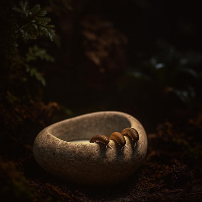 Isopod Calcium Dish – natural stone terrarium accessory – alternate angle
