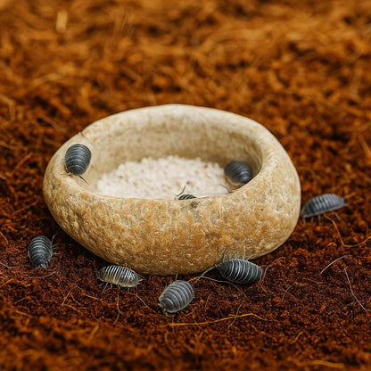 Isopod Calcium Dish – natural stone terrarium accessory – alternate view