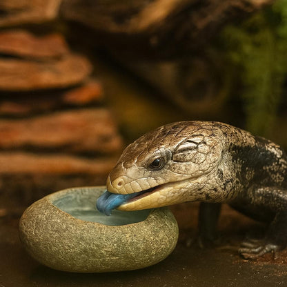 Natural Stone Blue Tongue Skink Bowl – natural stone terrarium accessory – alternate view