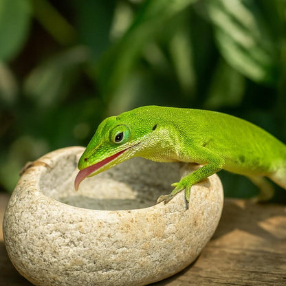 Natural Stone Reptile Bowl For Anoles – natural stone terrarium accessory – alternate view
