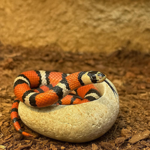 Natural Stone Water Bowl For King Snake / Milk Snake — Terrarium – natural stone terrarium accessory – primary product view