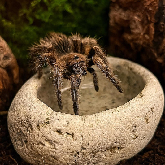 Natural Stone Baby Tarantula Water Dish – natural stone terrarium accessory – primary product view