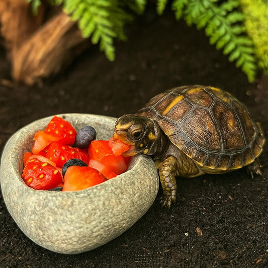 Baby Box Turtle Feeding & Water Dish – natural stone terrarium accessory – primary product view