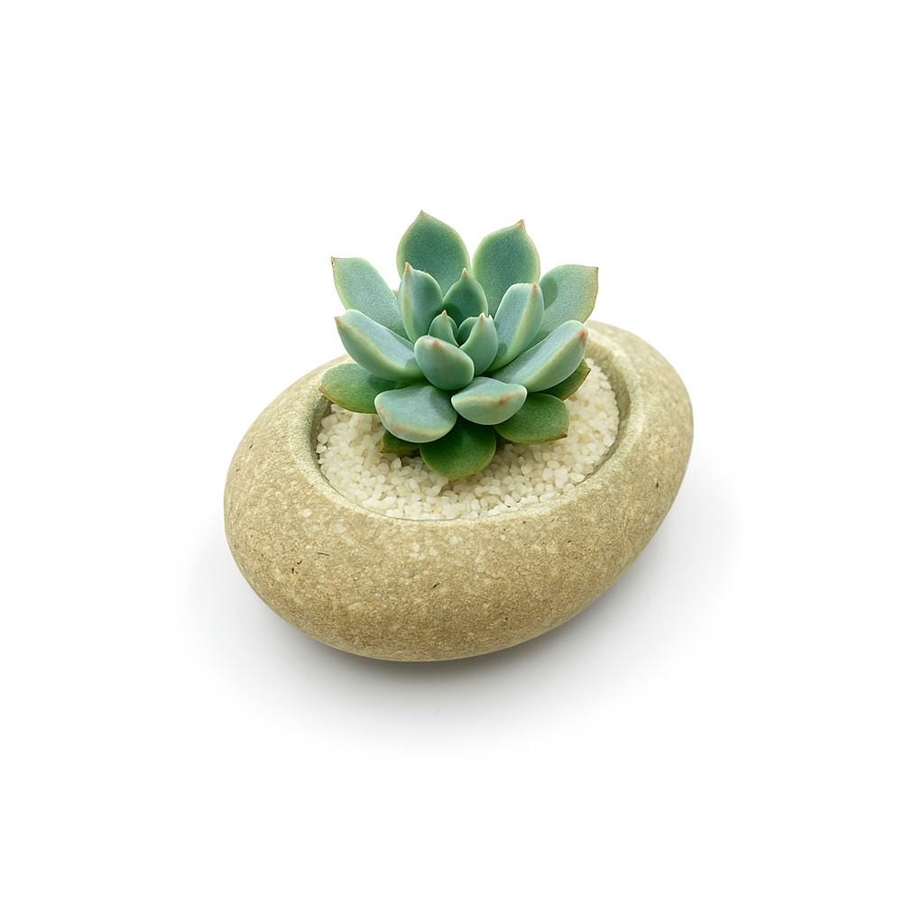 Succulent Planter – natural stone planter or floral display – alternate product view