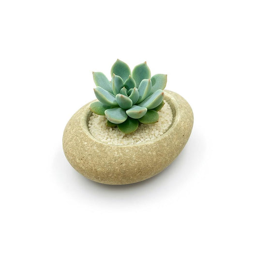 Succulent Planter – natural stone planter or floral display – alternate product view