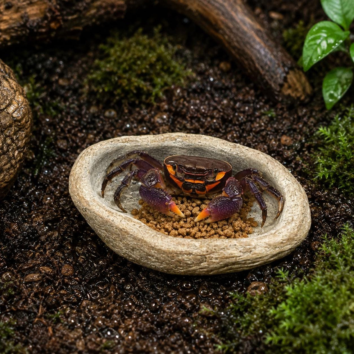 Halloween Moon Crab Bowl – natural stone terrarium accessory – alternate angle