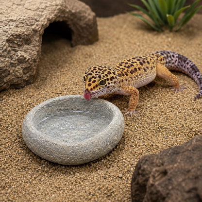 Leopard Gecko Stone Feeding Bowl – natural stone terrarium accessory – primary product view