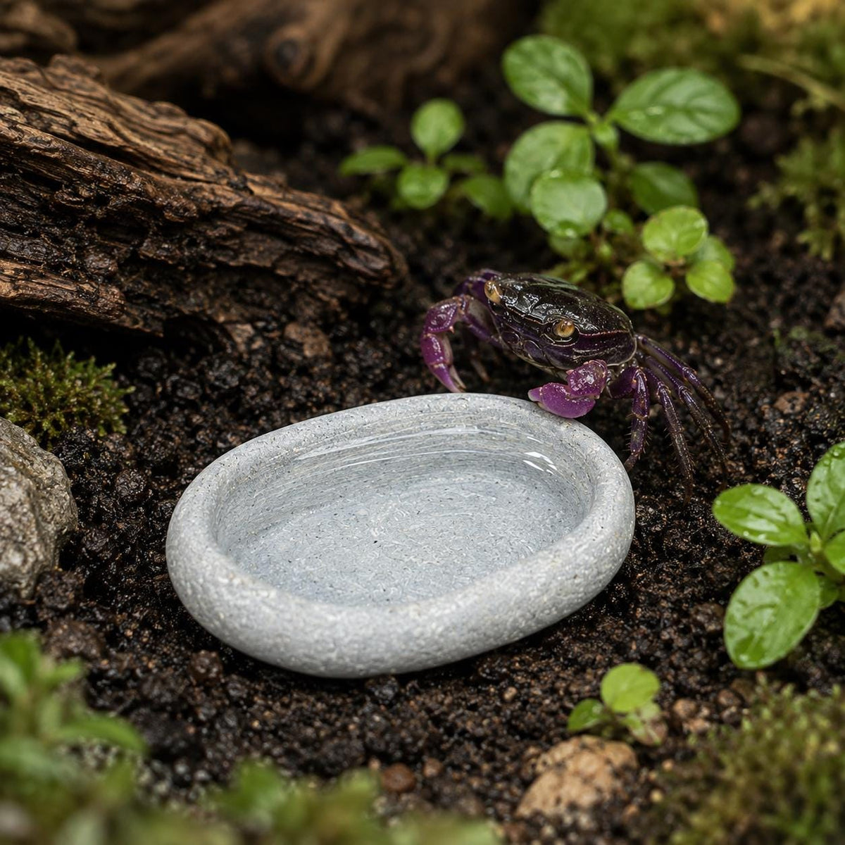 Vampire Crab Feeding Bowl – natural stone terrarium accessory – product detail