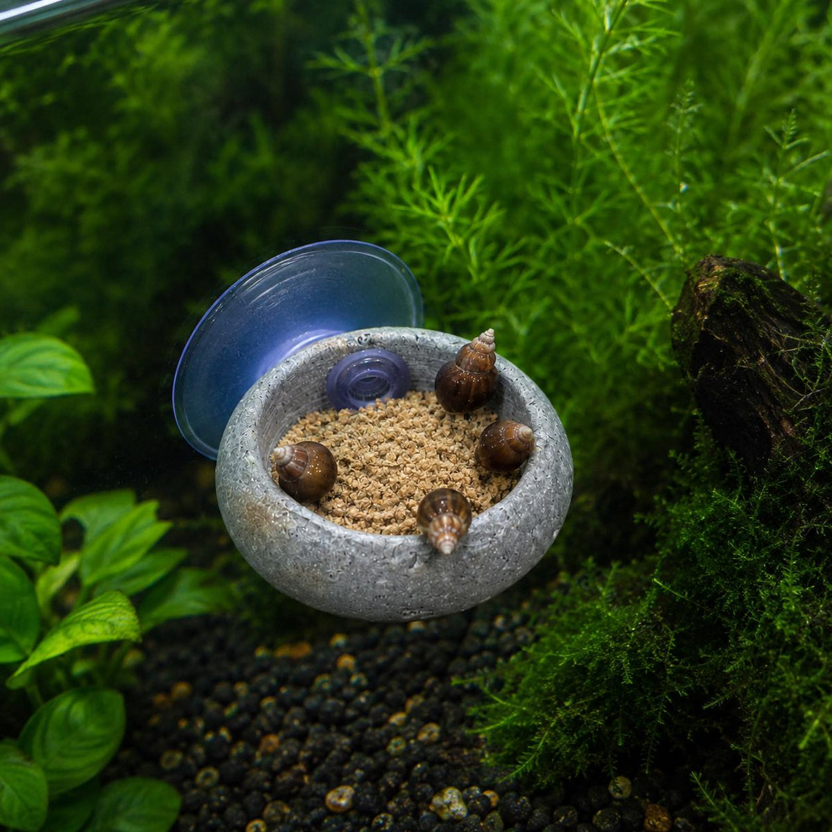 Snail Feeding Dish – natural stone aquarium accessory – detail view