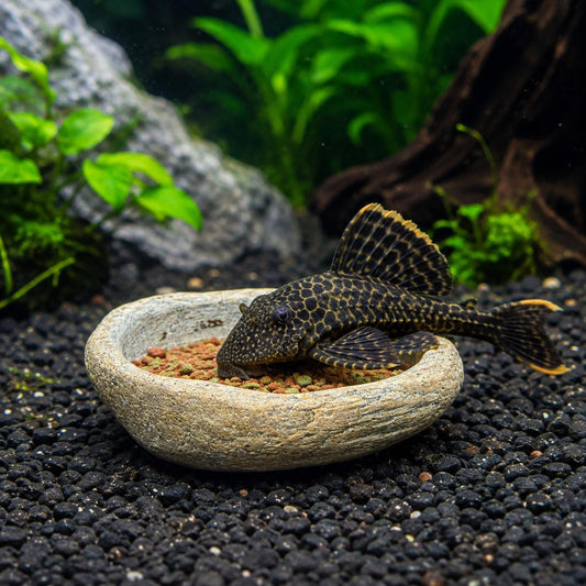Pleco Feeding Plate – natural stone aquarium accessory – primary product view