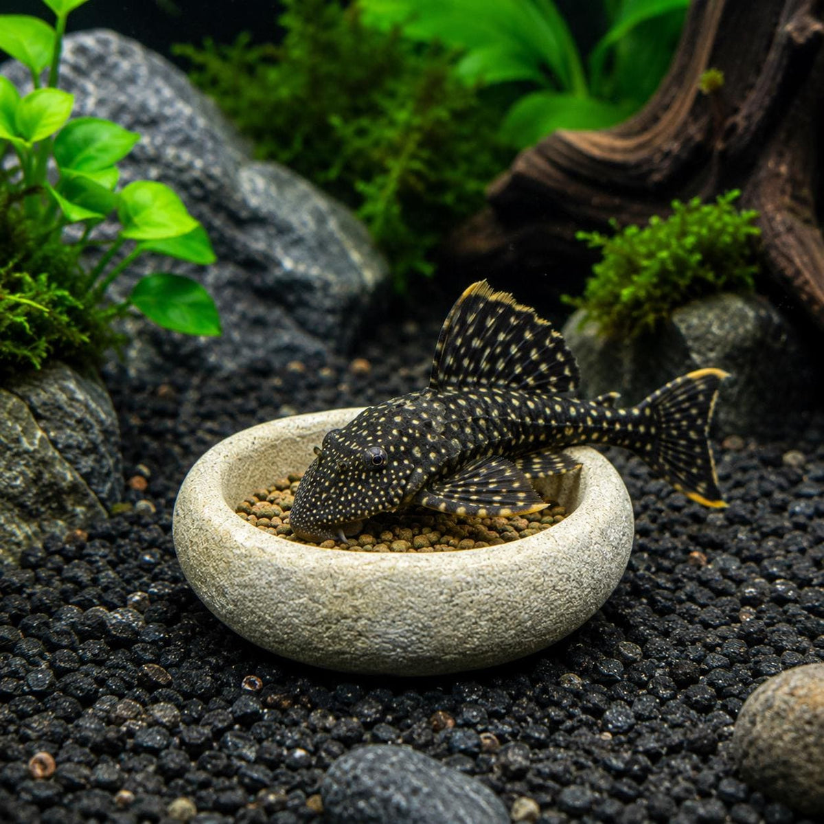 Pleco Feeding Plate – natural stone aquarium accessory – alternate angle