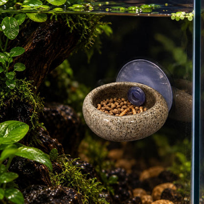 Frog Feeding Dish – natural stone terrarium accessory – product detail