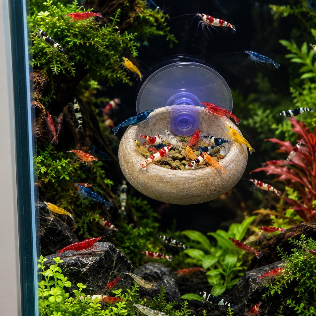 Natural Stone Shrimp Feeding Bowl – natural stone aquarium accessory – detail view