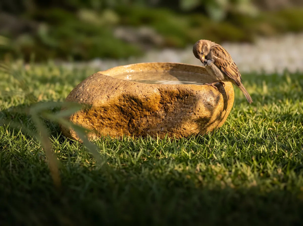 Bird Baths & Feeders